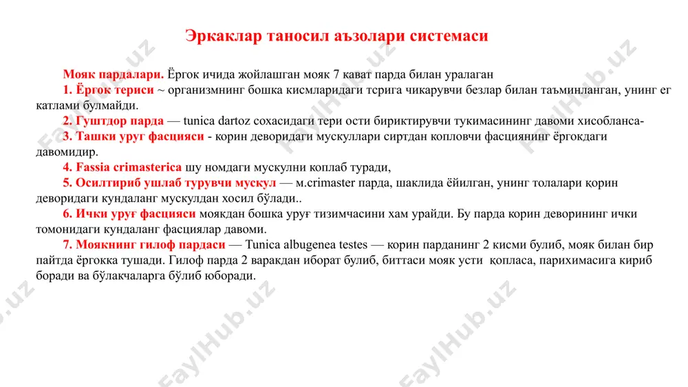 а. мояк бўлакчанинг асоси оқсил пардага, учи эса mediastinum га қараган. мояк ортиғи ҳам юпқа оқсил парда билан ўралган. мояк паренхимаси уруғ найчаларидан иборат бўлиб, уларнинг эгри-бугри қисми, tubuli seminiferi contorti ва тўғри қисми tubuli seminiferi recti фарқланади. ҳар бир мояк бўлакчасида 2-3 та ва ундан кўпроқ найчалар жойлашган. мояк бўлакчасидаги эгри-бугри уруғ найчалари mediastinum testis га яқинлашиб бир-бири билан қўшилиб, тўғри найчаларга tubuli seminiferi recti га айланади. тўғри уруғ найчалари mediastinum testis да жойлашган найчалар тури, rete medistinum testis га очилади. моякнинг тузилиши rete testis дан 12-15 та олиб кетувчи найчалар ductuli efferentes testis бошланиб, мояк ортиғининг бошчасига йўналади. моякдан чиқишда олиб кетувчи эгри бугри шаклга эга бўлади ва мояк ортиғининг бир неча конус шаклидаги бўлакчалари, lobuli s. coni epididymidis ларни ҳосил қилади. ductuli efferentes лар, мояк ортиғининг якка найчаси ductus epididumidis га очилади. қайсики кўп сонли эгриликларни ҳосил қилиб, уруғ олиб кетувчи йўл ductus deferens га давом этади. …