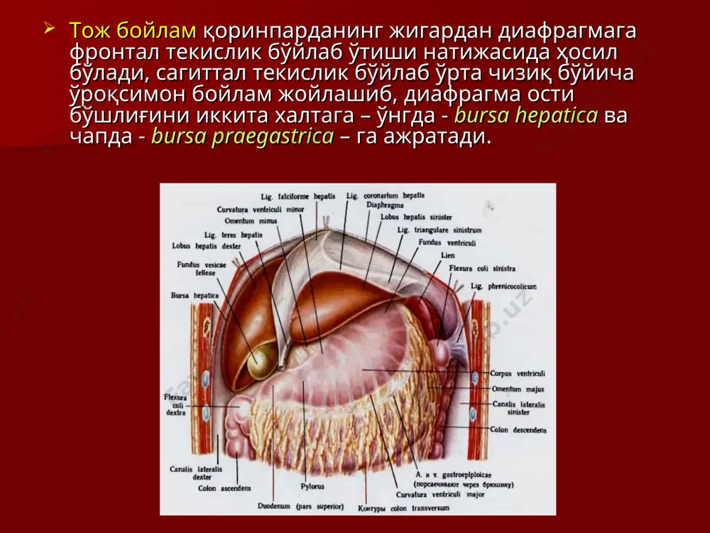 игар жароҳатини тўмтоқ (корнцанг билан) ажратиш. абсцесс бўшлиғини тампонадалаш ва дренажлаш. 1 2 3 ўт йўлларидаги операцияларни 2 гуруҳга ажратиш мумкин: 1) ўт тошларини ҳамда яллиғланиш манбаини бартараф этиш; 2) ўт йўллари обтурациясида ўт суюқлигининг ҳазм трактига айланма йўл билан чиқарилиши. ўт қопи катталашганда биринчи навбатда шприц билан пункция қилингач, таркибини сўриб олиб, кейин холецистэктомия бажарилади. ductus choledochus да ўт димланишида ва тошлар аниқланганда йўлни кесиб очиб уни дренажлаш керак. холецистостома. ўт пуфаги тубига тутиб турувчи чоклар қўйиш. пуфакни пункция қилиш. пункция жойида пуфакни кесиш 1 2 3 холецистостома. пуфак бўшлиғидан тошларни олиб ташлаш. дренаж найчани пуфак деворига халтачали чок билан фиксациялаш. дренаж атрофида пуфак деворини париетал қоринпардага тикиб қўйиш. 1 2 3 холецистогастростомия ўт пуфаги пункцияси. тугунли сероз-мускул чоклар қўйиш. ошқозон деворини кесиш. ретродуоденал холедохотомия. умумий ўт йўли деворини тикиш супрадуоденал холедохотомия. умумий ўт йўлидан тошни олиб ташлаш ретродуоденал холедохотомия. умумий ўт йўли деворини кесиш. ўт йўли чоки (choledohorraphia) …