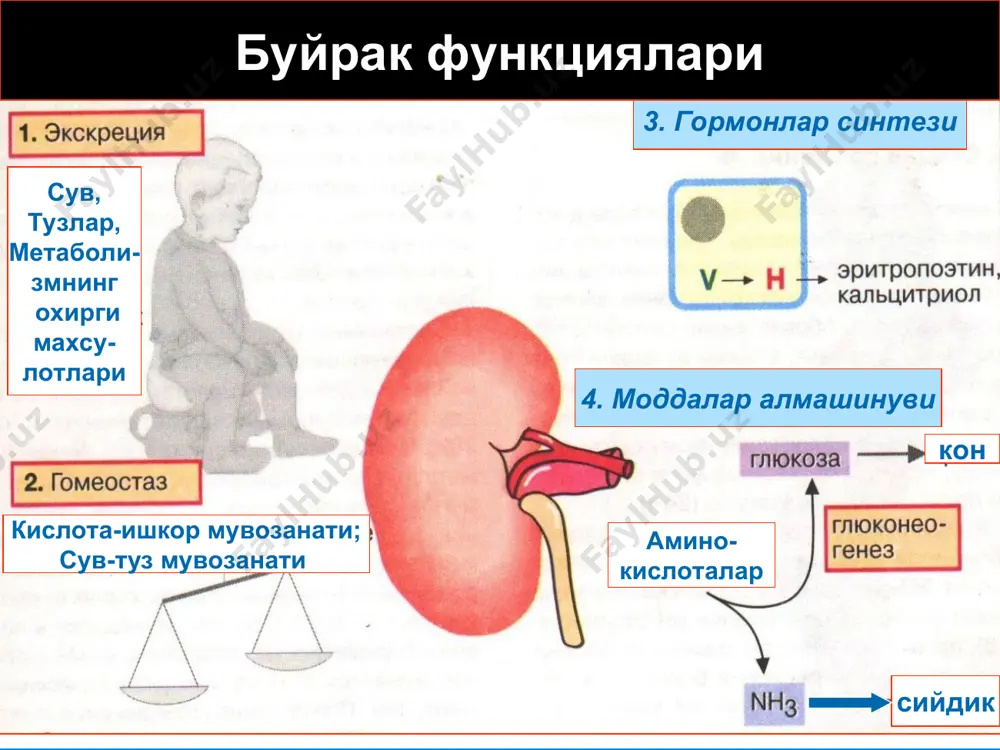 еллюляр хажм гормонларнинг чикиши, хужайра метаболизми, нерв тизими na+ к+ га боглик атф- азаларнинг ингибиторлари периферик шишлар, упка шиши буйракка боглик гипертензия буйрак касалликлари мн: гломерулонефрит сув ва туз чикарилишининг пасайиши aorta abdominalis стенози a.renalis стенози томирлар гипертрофияси юракнинг минутлик хажми артериолаларнинг зарарланиши томирларнинг зарарланиши юкламадан кейинги юракнинг катталашиши нефросклероз гломерулонефрит молекула улчами коптокча фильтри коптокча капилляри норма капсула бушлиги норма гломерулонефрит сийдик электрофорези зардоб электрофорези липопротеин липаза етишмовчилиги периферик капилляр- ларнинг зарарланиши томир тизимидаги онкотик босимнинг пасайиши сурилиш липопротеин синтези каналча реабсорбцияси молекула улчами шиш адг - антидиуретик гормон капилляр узунлиги проксимал каналчадаги транспорт жараёни сийдик каналча хужайраси сийдик кислотаси мембрана хужайраси бушлик мембрана хужайраси кон кон бушлик мембрана хужайраси генли ковузлогидаги транспорт жараёни дистал найчадаги транспорт жараёни сийдик микдори суткалик микдори янги тугилганларда (1-2 кунлик) 30-60 мл 1 ёшгача 400-500 мл 1-3 года 500-600 мл 3-5 лет 600-700 мл 5-8 ёш 650-1000 мл 8-14 ёш 800-1400 мл аёллар …