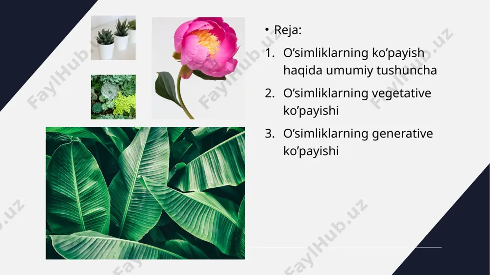 ar oʻsimliklarning oziqlanishida katta ahamiyatlidir. vegetativ organlar (oʻsimliklarda) — yuksak oʻsimliklarning oziqlanishi va tashqi muhit bilan moddalar almashinuvini taʼminlaydigan qism. vegetativ koʻpayish vazifasini bajaradi. asosiy vegetativ organlarga barg va poyali novda hamda ildiz kiradi. barg fotosintez, ildiz suv va mineral moddalarni shimib olish vazifasini bajaradi. evolyutsiya jarayonida vegitativ organ oʻsimliklar quruqlikka chiqishi bilan tuzilishining mukammallashuvi tufayli paydo boʻlgan. tuban koʻp hujayrali % oʻsimliklar (suv oʻtla-ri) va zamburugʻlarning vegetativ tanasi (tallomi) birmuncha sodda va bir xilda tuzilgan boʻlib, organlarga boʻlinmaydi (ipsimon va ayrim plastinkasimon suv oʻtlari, zamburugʻlar mitselleysi). koʻpchilik yirik yashil va qoʻngʻir suv oʻtlarining tashqi koʻrinishi yuksak oʻsimliklar organlariga oʻxshaydi, yaʼni bargsimon, poyasimon yoki iddizsimon boʻladi, lekin toʻqima tuzilishiga ega boʻlmagan qismlarga boʻlinadi. oʻsimliklarda vegetativ koʻpayishi tallom ixtisoslashmagan qismining ajralishi yoki tallomdan ixtisoslashgan qismlar ajralishi orqali koʻpayish deb ham taʼriflasak boʻladi. yuksak oʻsimliklarda vegetativ koʻpayish regeneratsiya xususiyatidan, moxsimonlarda esa ona organizmning bir necha boʻlaklarga boʻlinishidan iborat.tabiiy va sun’iy vegetativ ko`payish. …