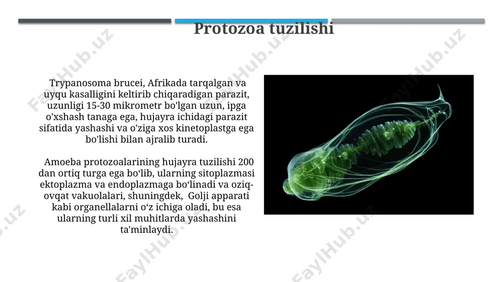 protozovalar - Page 4
