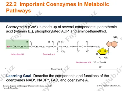 important coenzymes in metabolic pathways — PPTX