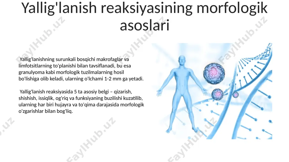 immun-himoya reaksiyalarining morfologik asoslari - Page 5