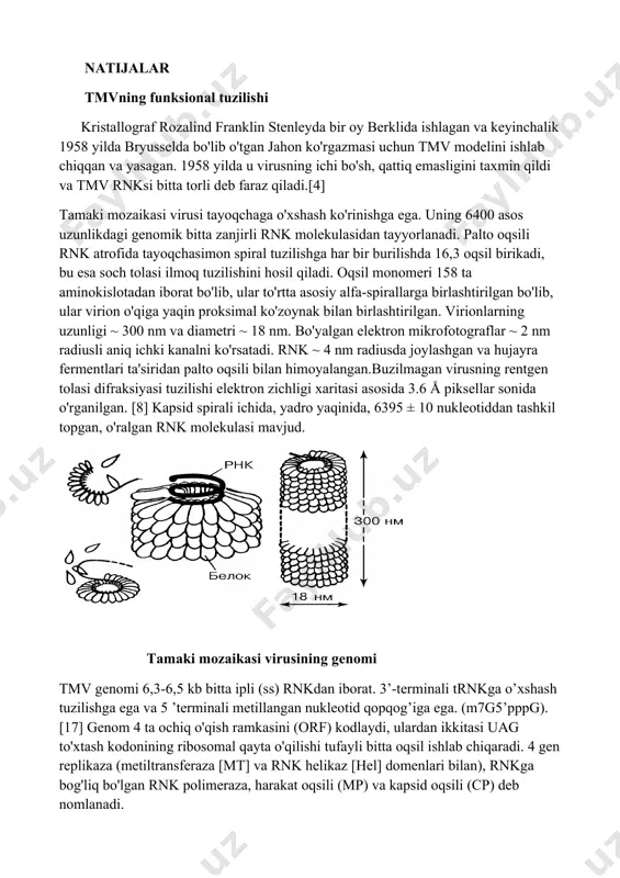 r. [4] 19-asrning oxiridan boshlab bakterial bo'lmagan yuqumli kasallik tamaki ekinlariga zarar etkazishi ma'lum bo'lgan bo'lsa-da, 1930 yilgacha yuqumli vosita virus ekanligi aniqlanmadi. bu virus sifatida aniqlangan birinchi patogen hisoblanadi. natijalar tmvning funksional tuzilishi kristallograf rozalind franklin stenleyda bir oy berklida ishlagan va keyinchalik 1958 yilda bryusselda bo'lib o'tgan jahon ko'rgazmasi uchun tmv modelini ishlab chiqqan va yasagan. 1958 yilda u virusning ichi bo'sh, qattiq emasligini taxmin qildi va tmv rnksi bitta torli deb faraz qiladi.[4] tamaki mozaikasi virusi tayoqchaga o'xshash ko'rinishga ega. uning 6400 asos uzunlikdagi genomik bitta zanjirli rnk molekulasidan tayyorlanadi. palto oqsili rnk atrofida tayoqchasimon spiral tuzilishga har bir burilishda 16,3 oqsil birikadi, bu esa soch tolasi ilmoq tuzilishini hosil qiladi. oqsil monomeri 158 ta aminokislotadan iborat bo'lib, ular to'rtta asosiy alfa-spirallarga birlashtirilgan bo'lib, ular virion o'qiga yaqin proksimal ko'zoynak bilan birlashtirilgan. virionlarning uzunligi ~ 300 nm va diametri ~ 18 nm. bo'yalgan elektron mikrofotograflar ~ 2 …