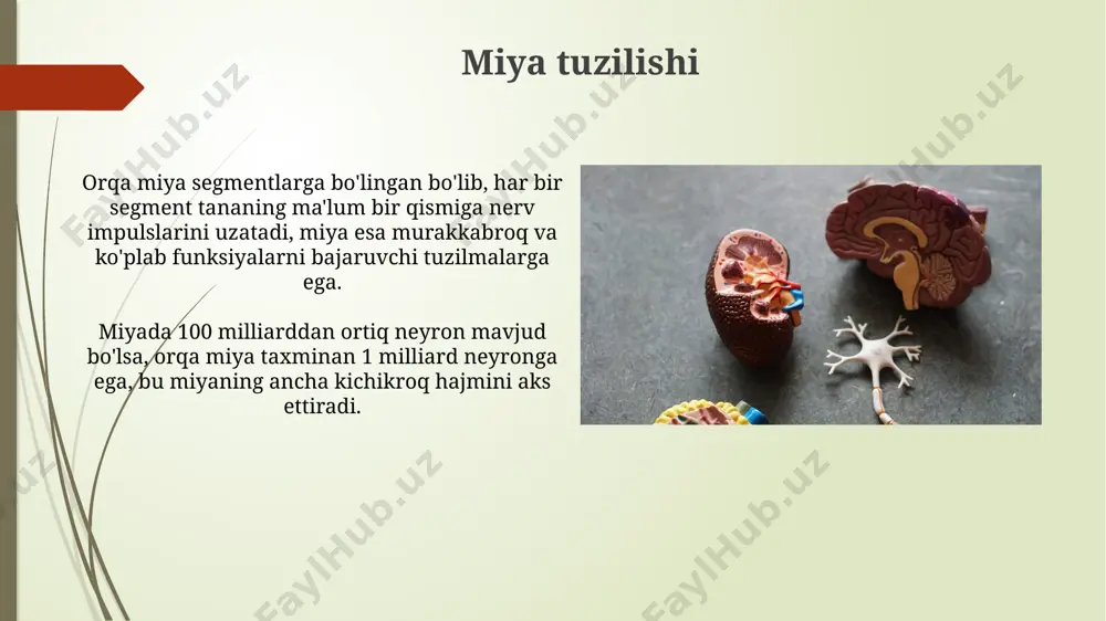 bosh va orqa miya farqlari - Page 5