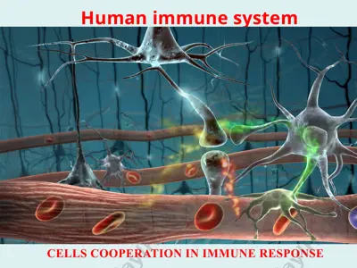 human immune system — PPTX