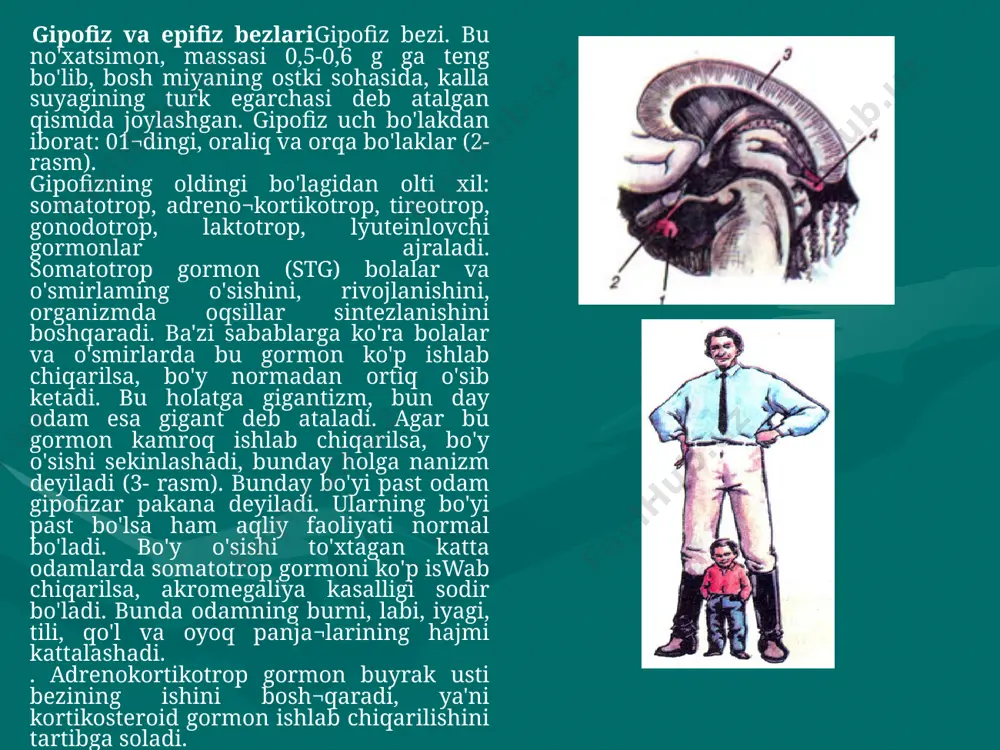 ida ishtirok etadi. 2. glyukokortikoid gormoni organizmda oqsil va uglevod almashi¬nuvini boshqarishda ishtirok etadi. ular ta'sirida qonda qand, jigarda glikogen miqdori ortadi. bundan tashqari bu gormonjar odamda aller¬gik reaksiya va yallig'lanish jarayoni yuzaga kelishini susaytiradi. shuning uchun bu gormonlardan tayyorlangan dorilar (prednizolon, gidrokortizon va boshqalar) allergiya kasalliklarida hamda og'ir o'tadigan turli xii xastaliklami davolashda ishlatiladi. 3. androgen va esterogen gormonlari erkaklar va ayollaming jinsiy bezlari funksiyasini kuchaytiradi. buyrak usti bezlarining ichki - miya qismida noradrenalin va adrenalin gormonlari ishlab chiqariladi. bu ikkala gormonning ta'siri bir xil bo'lganligi uchun ular birgalikda katexolamin deb ham yuritiladi. bu gormonlar arterial qon bosimini oshiradi, yurak qisqarishini tezlashtiradi, to'qimalarda moddalar almashinuvini kuchaytiradi. odam hayajonlanganda, achchiqlanganda, qo'rq¬qanda katexolamin hosil bo'lishi kuchayadi. shuning uchun bun¬day holatlarda odamning arterial qon bosimi ortadi, teridagi qon tomirlari torayadi va rangi oqarib, yurak urishi tezlashadi. odam qattiq ta'sirlanib, stress holati yuzaga kelganda buyrak usti bezlari¬ning funksiyasi kuchayadi, uning po'stloq va miya …