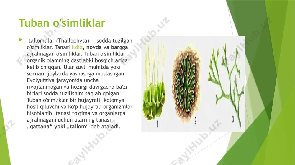 etni saqlash: o'simliklar turli xil hayvonot va mikroorganizmlar uchun yashash muhiti yaratadi. karbon tsikli: o'simliklar karbonni yutadi va kislorod chiqaradi, bu atmosferani tozalashga yordam beradi. tog’ o’simliklari togʻlar — tabiiy holda oʻsadigan daraxtlarga boyligi bilan boshqa mintaqalardan farq qiladi. oʻzbekiston togʻlarini archalarsiz tasavvur etib boʻlmaydi. ular togʻlarimizning koʻrki boʻlibgina qolmay, togʻ yon bagʻirlarini eroziyadan saqlashda ishonchli omildir. archalar juda uzoq — 300-700, hatto 1000-yillar mobaynida oʻsib rivojlanadi. keng bargli daraxtlardan zarang, olma, nok, olcha, doʻlana, qatrongʻi, pista, bodom, yongʻoq, oq qayin, tol, terak, shumtol va hastakar koʻp tarqalgan. ular koʻpincha mustaqil guruhlarni tashkil qiladi. togʻlardagi mevali daraxtlar mevasidan odamlar va hayvonlar oziq-ovqat sifatida foydalanadi. u yerlarda daraxtlar bilan bir qatorda turli oila va turkumlarga mansub butalar koʻp. ular alohida-alohida guruhlar hosil qilib yoki daraxtlar bilan aralashgan qolda oʻsadi. uchqat, naʼmatak, zirk, irgʻay, tobulgʻa, chiya, qizilcha kabi butalar keng tarqalgan. togʻ sharoitida oʻsishga moslanish darajasiga monand ravishda koʻp yillik oʻtlardan yovvoyi …