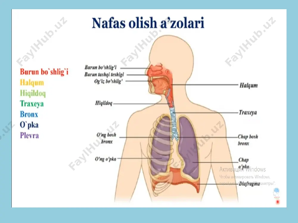 nafas a’zolari tizimi - Page 3