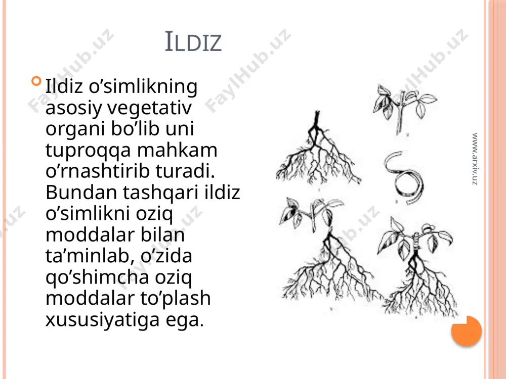 xiv.uz havo ildizlari bu xildagi ildizlar tropik o’simliklarda uchrab, uning poyasidan ildizlar chiqib havoda ochilib turadi va undagi suv bug’larini o’zlashtiradi. masalan, monstera o’simligi ildizi. www.arxiv.uz nafas oluvchi ildizlar va tayanch ildizlar botqoqliklarda o’sadigan ayrim o’simliklar, masalan, botqoq sarvida ildizga qo’shimcha kislorod kerak bo’lganda ular nafas oluvchi ildizlarni hosil qiladi. tayanch ildizlarni poyadan chiqqan qo’shimcha ildizlar hosil qilib, ular poyani tik tutib turish uchun xizmat qiladi. bunday ildizlarni makkajo’xori, oqjo’xorida kuzatish mumkin. www.arxiv.uz ildizlar bajaradigan vazifasiga qarab har xil to’qimalardan tashkil topgan bo’lib, ular ildiz uchidan boshlab ma’lum tartibda joylashgan bo’ladi. ildizning uchi, odatda ildiz qini bilan qoplangan bo’ladi va parenximatik hujayralardan iborat bo’ladi. hujayralarning po’sti yupqa, tashqi tomoni shilimshiqdir. bu esa tuproq zarrachalari orasida o’sayotgan ildizning harakatlanishini osonlashtiradi. www.arxiv.uz foydalanilgan adabiyotlar botanika va o’simliklar fiziologiyasi. berdiyeva d. botanikani o’rganish. turg’unov e. f. w.w.w.ziyonet.uz. w.w.w.botanika.ru www.arxiv.uz image2.jpeg image3.jpeg image4.png image5.jpeg image6.jpeg