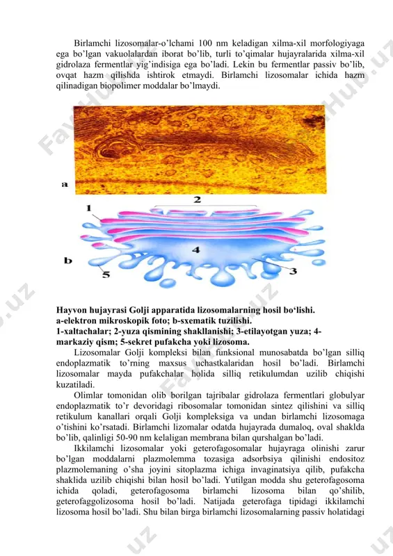 ari sifatida lizosomalar maxsus strukturaga ega bo’lgan membrana bilan qurshalgan bo’lib, bu membrananini lizosoma fermentlari buza olmaydi. lizosomalar xilma-xil shakldagi vakuolalarni eslatadigan organoidlar bo’lib, ularni de-dyuv uch guruhga bo’ladi: haqiqiy lizosomalar, polizosomalar va postlizosomalar. haqiqiy lizosomalarni o’zi yana 2 katta guruhga bo’linadi: birlamchi lizosomalar va ikkilamchi lizosomalar. hozirgi zamonaviy tadqiqotlar ilmiy natijalarga muvofiq va lizosomalarning morfologik jihatiga binoan: birlamchi lizosomalar, ikkilamchi mezosomalar, autofagosomalar va telozizosomalar (qoldiq tanachalar) mavjud. birlamchi lizosomalar-o’lchami 100 nm keladigan xilma-xil morfologiyaga ega bo’lgan vakuolalardan iborat bo’lib, turli to’qimalar hujayralarida xilma-xil gidrolaza fermentlar yig’indisiga ega bo’ladi. lekin bu fermentlar passiv bo’lib, ovqat hazm qilishda ishtirok etmaydi. birlamchi lizosomalar ichida hazm qilinadigan biopolimer moddalar bo’lmaydi. hayvon hujayrasi golji apparatida lizosomalarning hosil bo‘lishi. a-elektron mikroskopik foto; b-sxematik tuzilishi. 1-xaltachalar; 2-yuza qismining shakllanishi; 3-etilayotgan yuza; 4- markaziy qism; 5-sekret pufakcha yoki lizosoma. lizosomalar golji kompleksi bilan funksional munosabatda bo’lgan silliq endoplazmatik to’rning maxsus uchastkalaridan hosil bo’ladi. birlamchi lizosomalar mayda pufakchalar …