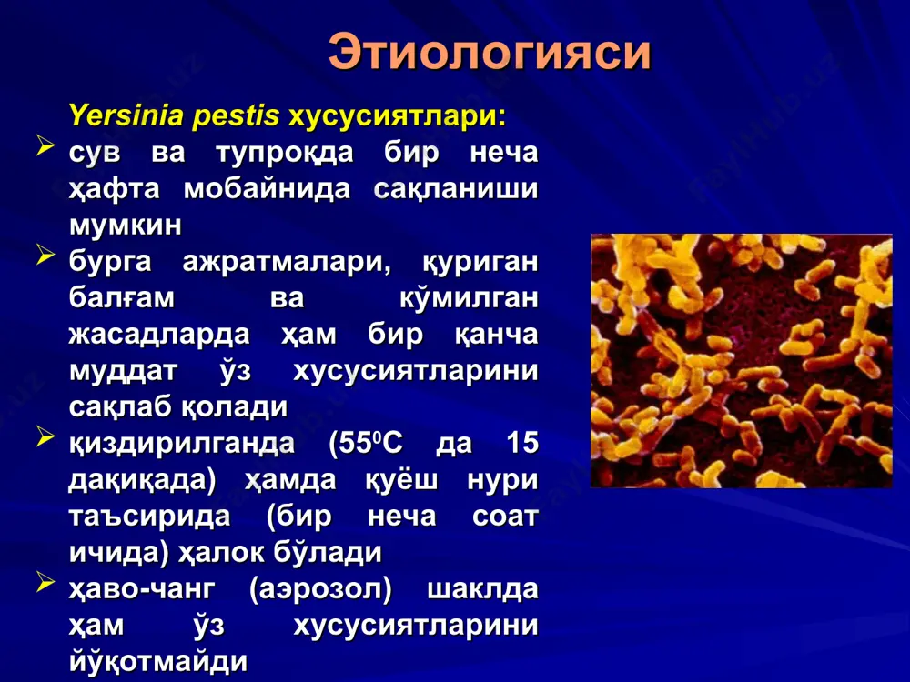 ochnikov – jivotnix(nositeley, xozyaev) cheloveku transmissivnim putem posredstvom ukusov blox (reje kleshey). pervichno-ochagovaya bubonnaya chuma peredaetsya ot istochnikov-jivotnix cheloveku pri ukuse perenoschikov blox (a), pri ukusax ili otsarapivanii bolnimi jivotnimi, takimi kak koshki, ili pri pryamom kontakte s myasom zarajennogo jivotnogo, prejde vsego promislovix, takix kak grizuni (osobenno surki), kroliki, zaytsi, plotoyadnie (dikie koshki, koyoti), and kozli, antilopi, oleni; a takje selskoxozyaystvennix - verblyudi (b). pervichno-generalizovannaya (septitsemicheskaya) forma chumi razvivaetsya srazu kak sistemnoe generalizovannoe zabolevanie s virajennoy intoksikatsiey, vizvannoe y pestis no bez proyavleniya predvaritelno pervichnix ochagov (uvelicheniya limfouzlov). ona takje mojet vozniknut pri ukusax blox (a) kontaktnim ili alimentarnim putyami. pervichno-ochagovaya pnevmonicheskaya forma chumi obichno voznikaet ingalyatsionnim putem pri vdixanii kontaminirovannoy pili v prirodnix ochagax (raskapivanie nor grizunov-nositeley chumi) ili kapelek respiratornoy slizi ot bolnix jivotnix takix kak koshki, surki. (c) vtorichno-ochagovie formi chumi (vtorichno-generalizovannaya i drugie) razvivayutsya obichno pri otsutstvii lecheniya, zapozdalom ili nepravilnom lechenii (e). vtorichno-ochagovaya pnevmonicheskaya …