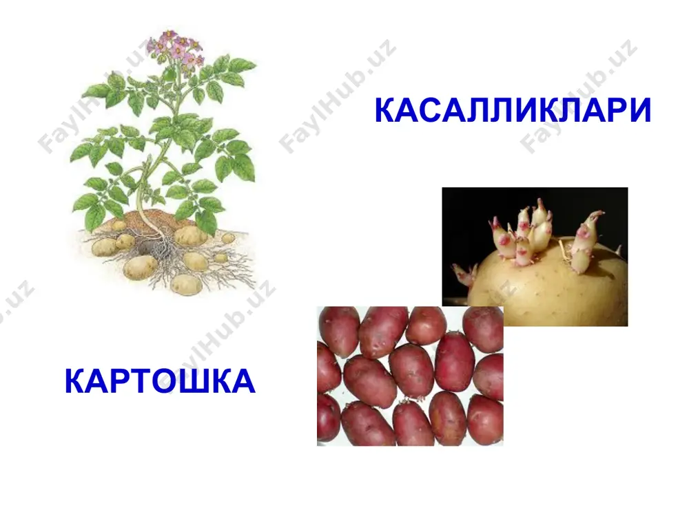 ига кирганда, замбуруғ кучли паразитга айланади. қишлоқ хўжалик фитопатологияси картошка касалликлари картошка ниҳоллари ризоктониози ризоктониоз дунёда барча мамлакатларда, жумладан ўзбекистонда ҳам учрайди. зарарланган ўсимлик қолдиқлари ва картошка туганаклари ниҳоллар учун асосий инфекция манбаи ҳисобланади. уруғлик туганаклар совуқ ва нам тупроққа экилганда ниҳоллар тез униб чиқа олмайди, тупроқ ичида чирийди, уларнинг илдизпоялари ва илдиз бўғзида бироз ботиқ, қўнғир яралар пайдо бўлади, баъзан ниҳоллар сўлиб қолади. ўсаётган картошка ниҳолларида rhizoctonia solani замбуруғи қўзғатган поя чиришлари. қишлоқ хўжалик фитопатологияси картошка касалликлари картошка ниҳоллари ризоктониози қўзғатувчининг белгилари. замбуруғ танаси каноп ипи (“шнур”) шаклини ҳосил қилувчи, кўп ҳужайрали, олдин рангсиз, сўнгра жигарранг ёки қўнғир тус олувчи кўп ҳужайрали гифалардан иборат. гифаларда узоқ вақт сақланишга мўлжалланган, тўқ-қўнғир, йўғон ҳужайралар занжирчалари ва оқ, сўнгра тўқ-қўнғир тус олувчи (псевдо) склероцийлар ривожланади. қишлоқ хўжалик фитопатологияси картошка касалликлари картошка ниҳоллари ризоктониози қўзғатувчининг белгилари. вақт ўтиши билан склероцийлар қораяди ва диаметри 1-3 мм га етади. бу йўғон ҳужайралар ва склероцийлар тупроқда …