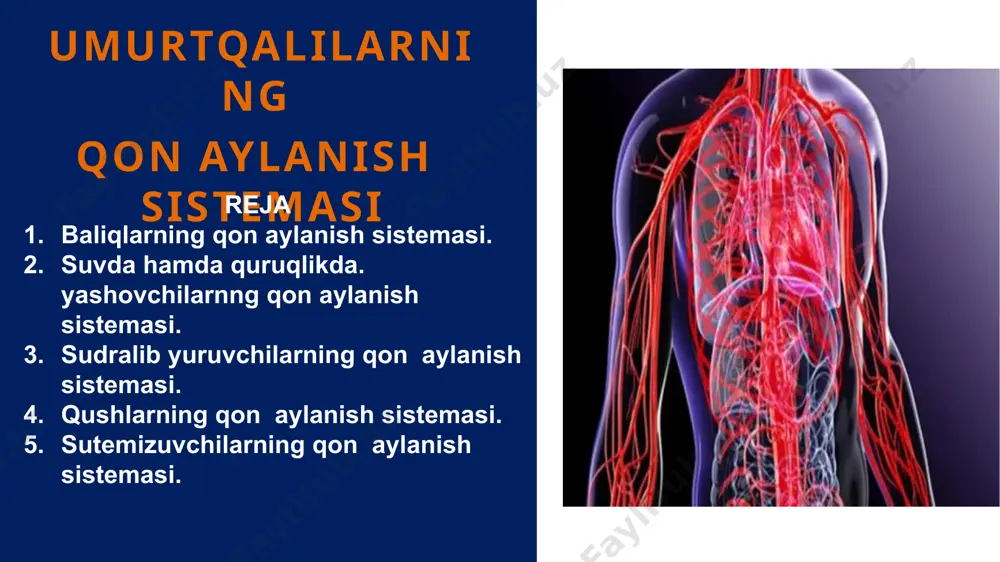 qon aylanish doirasi ham qorinchadan boshlanadi. suvda va quruqlikda yashovchilarning qon aylanish sistemasi reptiliyalarning qon aylanish sistemasi reptiliyalarning yuragi ham uch kamerali, faqat qorincha devorida yarim to‘siq paydo bo‘lganligi bilan farqlanadi .timsohning yuragi to‘rt kamerali, lekin arterial va venoz qon qorinchadan chiqishda aralashadi. katta va kichik qon aylanish doirasiga ega. qushlar qush va sutemizuvchilarning yuragi to‘rt kamerali: o‘ng va chap qorincha, o‘ng va chap bo‘lmachadan iborat. yurakning chap tomonida arterial qon, o‘ng tomonida venoz qon harakatlanadi. our staff. sutemizuvchilar qon aylanish sistemasi sutemizuvchilar qon aylanish sistemasi organlariga: to’rt kamerali yurak arteriya vena kapillyar kiradi xulosa qilamiz umurtqali hayvonlarda yurak qonning tomirlar bo‘ylab harakatlanishini ta’minlaydi. yurak kameralari soni ortib boradi (2, 3, 4 kamerali). baliqlarda bitta qon aylanish doirasi, qolgan guruhlarda ikkita qon aylanish doirasi uchraydi qon aylanish doirasi qorinchadan boshlanib, bo‘lmachada tugaydi uyga vazifa qo‘llash. umurtqali hayvonlar qon aylanish sistemasining sxemasini tuzing. tahlil. sovuqqonli va issiqqonli hayvonlarni taqqoslang. sintez. organizmlarning …
