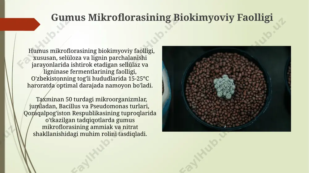 lar soni va xilma-xilligi tuproqning unumdorligini belgilaydi. masalan, qoraqalpogʻistonning qumli tuproqlarida humus mikroflorasi kamroq boʻlib, bu yerda 1 grammda atigi 100 million mikroorganizmlar mavjud. e'tiboringiz uchun rahmat @taqdimot_robot image1.jpg image2.jpg image3.jpg image4.jpg image5.jpg image6.jpg image7.jpg image8.jpg