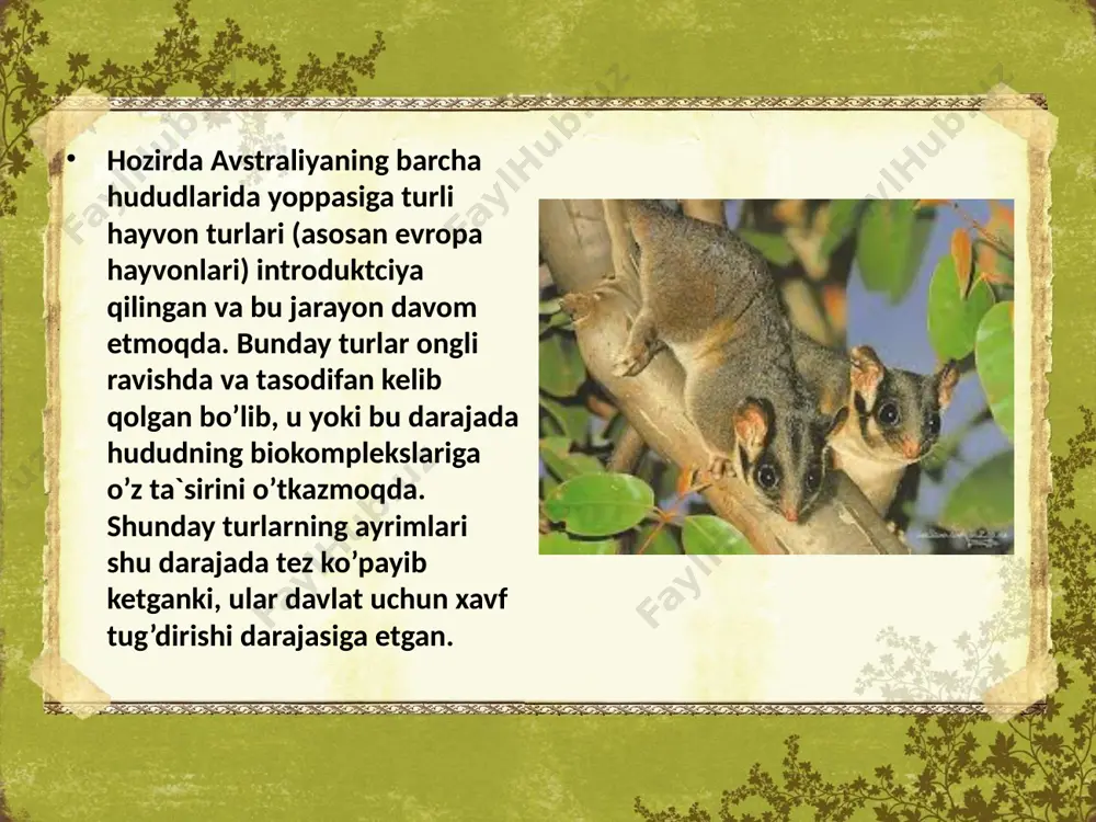 avstraliya faunistik oblasti hayvonoti dunyosi - Page 5