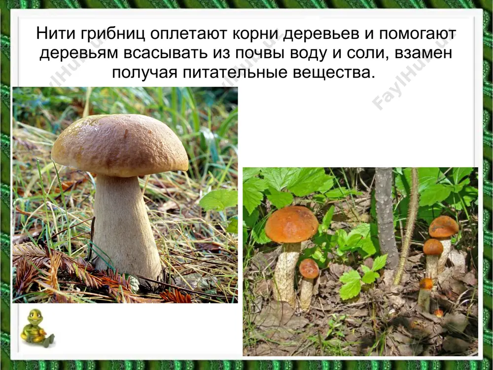 в царстве грибов - Page 4