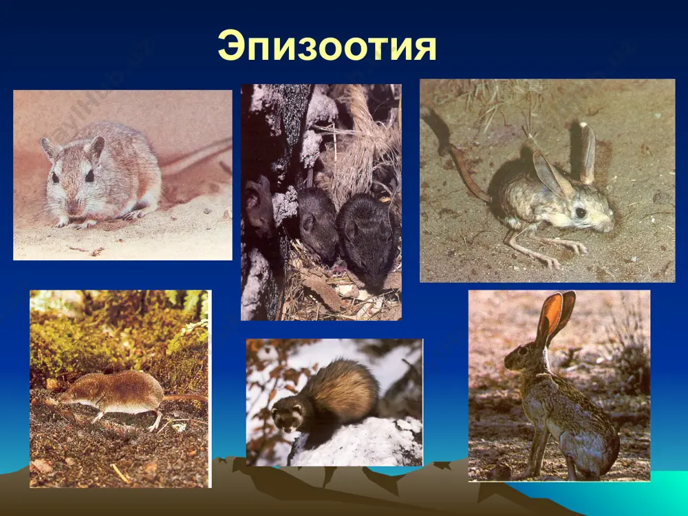 а ярага айланганда яра тубида олдин сарғиш рангда кейин қора қоплама (pestis antracicus) пайдо бўлади. клиникаси инкубацион даври 6-8 кун, ўпка ва септик шаклларида бир неча соатгача қисқаради. эмланганларда 10 кунгача узайиши мумкин. ўлат ўткир бошланиб тана ҳарорати 39-40ºс гача кўтарилиши мумкин. бемор қалтираб, эти жунжикади, мушакларда, айниқса бошда қаттиқ оғриқ ҳис этади, боши айланиб, кўнгли айнаб қусади. юзи, кўзи қизарган, лаблари қуруқ, тили шишган, қуруқ қалин оқ караш билан қопланган. ўлатнинг клиник классификацияси (г.п.руднев). шакллари клиник кўриниши оғирлик даражаси этиологияси махаллий- ташқи диссиминирланган ички диссимирланган фарингит бактерия ташиб юрувчанлик тери бубон тери-бубон 1.бирламчи септик. 2.иккиламчи септик. 3.бирламчи ўпка. 4.иккиламчи ўпка 5.ичак формаси ўткир, енгил, билинар-билинмас белгилар билан ўтадиган, субклиник iersinia pestis iersinia pestis тери шакли - инфекция тушган жойда. доғ пайдо бўлади бўртма пуфакча пустула некротик яра фурункул кейинчалик карбункулга айланади. жуда оғрикли, атрофи қизарган, инфильтрацияланган яра тубида қора қоплама пайдо бўлади (pestis antracicus). терида иккиламчи ўзгаришлар - геморрагик …