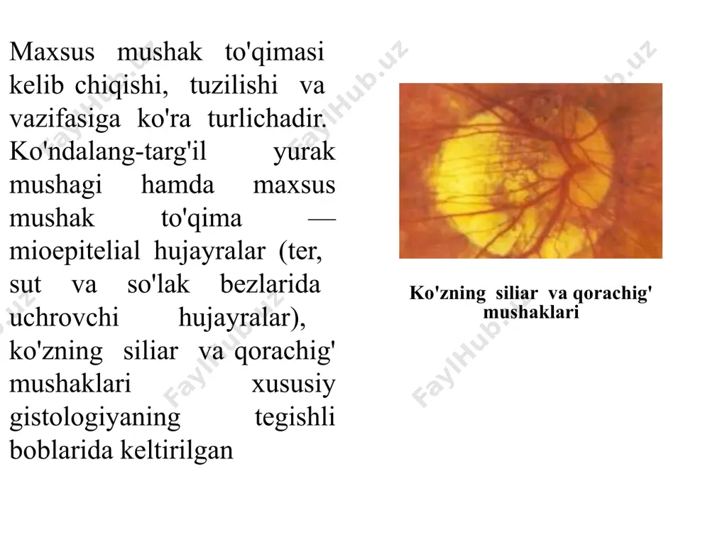 oplangan. mushak hujayralarining bir-biriga tegib yotgan qismlarida tirqishli tutashish — neksuslar uchrab ular silliq mushak hujayralarining ma’lum guruhlari barobar qisqarishini ta’minlaydi. bazal membranaga biriktiruvchi to‘qima tolalari kirib to‘r hosil qiladi. mushak hujayralarining truppalari yoki muayyan qavatlari biriktiruvchi to‘qima qatlamlari bilan o ‘raladi. ana shu biriktiruvchi to‘qima sarkolemma bilan birga silliq mushak to'qimasining tayanch apparatini hosil qiladi. silliq mushak to'qimasi yaxshi taraqqiy etgan qon tomirlar sistemasiga ega. qon tomirlar to'qima ichida kapillyarlargacha tarmoqlanib, mushak hujayralari tutamlari orasidagi biriktiruvchi to'qima qatlamlarida kapillyarlar to'rini hosil qiladi. ko‘ndalang-targ‘il mushak to'qimasi ko‘ndalang-targ‘il mushak to'qimasi skelet mushaklarini, ovqat hazm qilish traktining ba’zi a’zolari (til, tanglay, qizilo'ngach bir qismi) mushaklarini, ko‘z mushaklarini, mimik va nafas olish mushaklarini hosil qiladi. yurak mushagi ko‘ndalang-targil mushak to'qimasining maxsus turi bo'lib, u haqda quyida maxsus fikrlar bayoni bor. ko'ndalang-targ'il mushak tolalarining tuzilishi. ko'ndalangtarg'il mushak to'qimasi tolalardan iborat bo'lib, ularning uzunligi bir necha santimetrgacha (12,5 sm), diametri 100 mkm gacha yetishi mumkin. …