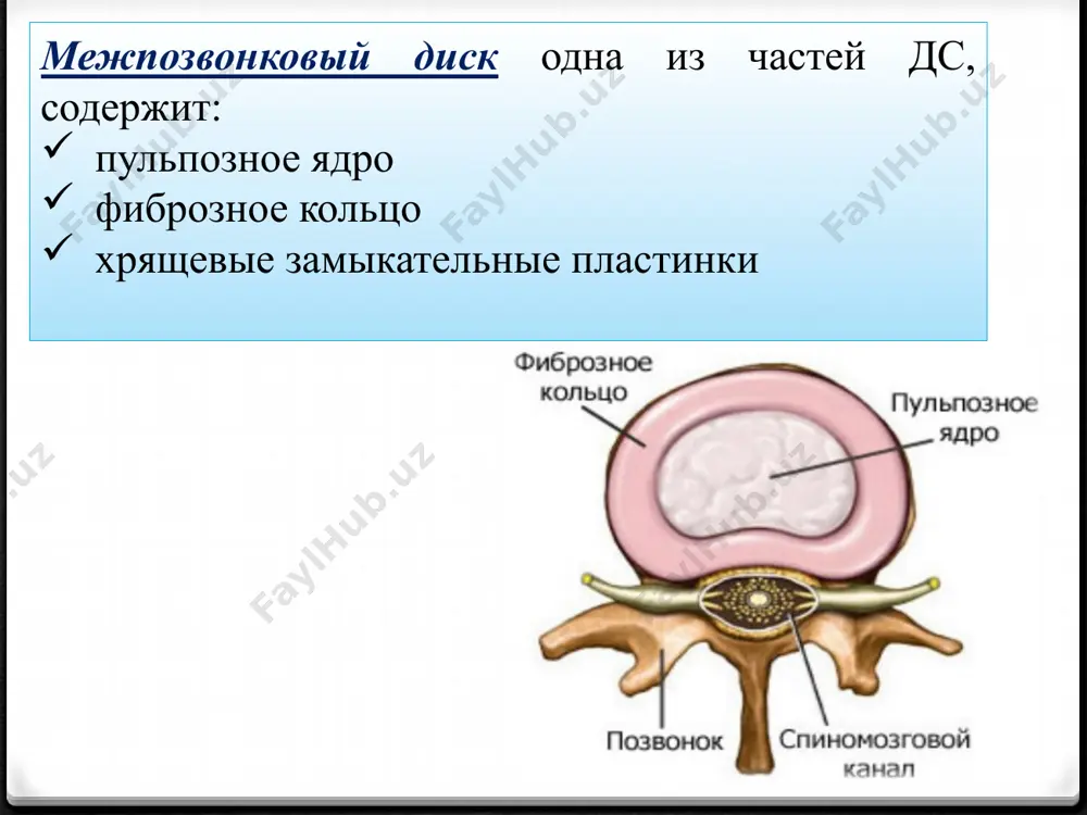 ссы диска находятся в межпозвоночном пространстве и компримируют содержимое позвоночного канала через неповрежденную заднюю продольную связку пролапс диска- частичное выпадение вещества межпозвоночного диска в позвоночный канал, сопровождающее разрыв задней продольной связки. непосредственное сдавление спинного мозга и корешков свободный секвестрированный фрагмент диска- вещество диска располагается в позвоночном канале. может быть разрыв тмо и интрадуральное расположение грыжевых масс. вертеброгенные синдромы а) рефлекторные синдромы мышечно-тонические 2. вазомоторные 3. нейродистрофические б) компрессионные синдромы 1. корешковые (радикулопатии) 2. спинальные ( миелопатии) 3. нейрососудистые ( синдром раликулоишемии позвоночной артерии) клинические проявления 1. болевой синдром- при раздражении богатой болевыми рецепторами задней продольной связки люмбаго, люмбалгия- болевой синдром на поясничном уровне. цервикаго, цервикалгия- болевой синдром на шейном уровне торакалгия- болевой синдром на грудном уровне потенциальные источники механической поясничной боли наружное фиброзное кольцо межпозвоночного диска капсула фасеточного сустава крестцово-подвздошный сустав передняя и задняя продольные связки паравертебральные мышцы и фасции вентральная сторона dura mater, особенно области муфт для нервного корешка …