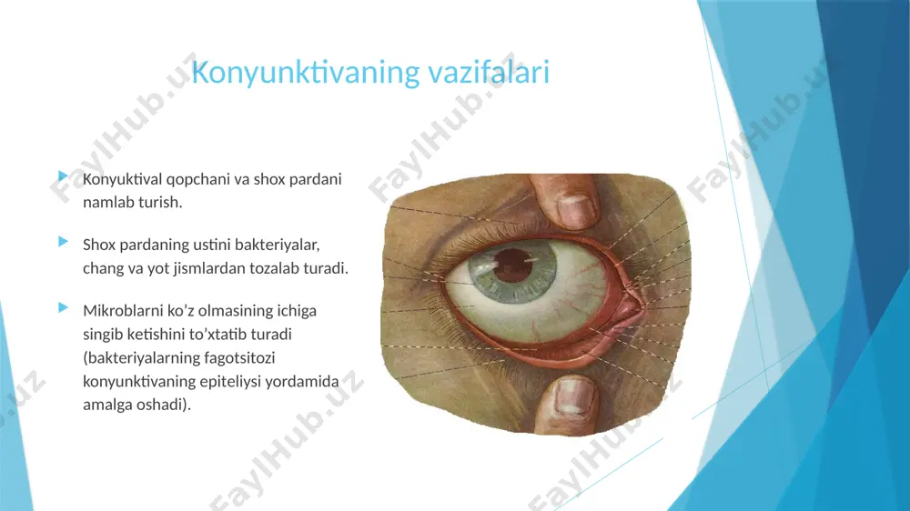 t traxoma traxoma o’tkir allеrgik konyunktivit surunkali allеrgik konyunktivit baxor katar antiallеrgik davolash umumiy: dimedrol, suprastin maxaliy antiallеrgik dori vositalari: lеkrolin kuzikrom (kromoglikat natriya) allomid sanorin-anallеrgin image1.png image2.emf image3.jpg image4.png image5.png image6.png image7.jpg image8.png image9.jpg image10.jpg image11.png image12.png image13.jpg image14.jpg image15.jpg image16.jpg image17.jpg image18.png image19.jpg image20.jpg image21.jpg image22.png image23.jpg image24.jpg image25.jpg image26.png image27.png image28.png image29.jpg image30.jpg image31.jpg image32.jpg image33.png /docprops/thumbnail.jpeg