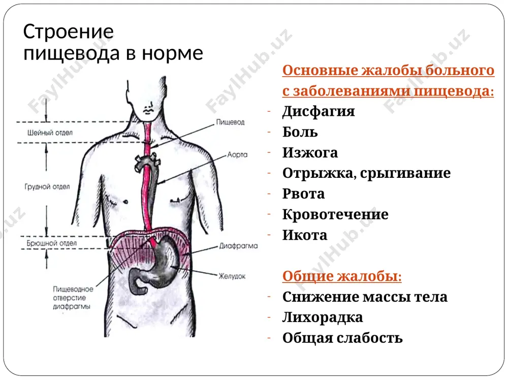мм в диаметре, ульцерации нет 3 степень – множественные, линейные, округлые, сливающиеся наложения, появление ульцерации; 4 степень – 3 степень + кровоточащая слизистая органическая дисфагия опухоли пищевода злокачественные опухоли пищевода аденокарцинома рентгенография пищевода пищевод резко расширен, удлинен, изогнут, атоничен. перистальтика отсутствует. натощак в нем большое количество жидкости. конусовидное сужение наддиафрагмального сегмента пищевода, кардия практически не раскрывается. отсутствует газовый пузырь желудка. натощак в желудке слизь. тугого наполнения достичь не удается. заключение: кардиоэзофагеальный рак вид больного с опухолью пищевода , раковой кахексией, метастазами рака в печень и кости, вторичной анемией. заметно выраженное похудание больного, бледность с желтушным оттенком, геморрагии на коже предплечия. болезни жкт: эзофагит, гэрб, эзофагоспазм, яб, холецистит, панкреатит. психогенная боль болезни сердца: инфаркт миокарда, перикардит, болезни органов средостения: медиастинит болезни сосудов: расслаивающая аневризма аорты, тэла заболевания позвоночника, травмы грудной клетки боль за грудиной боль при заболеваниях пищевода спастическая дистензионная боль, обусловленная непосредственным раздражением слизистой пищевода боль, обусловленная вовлечением в патологический …