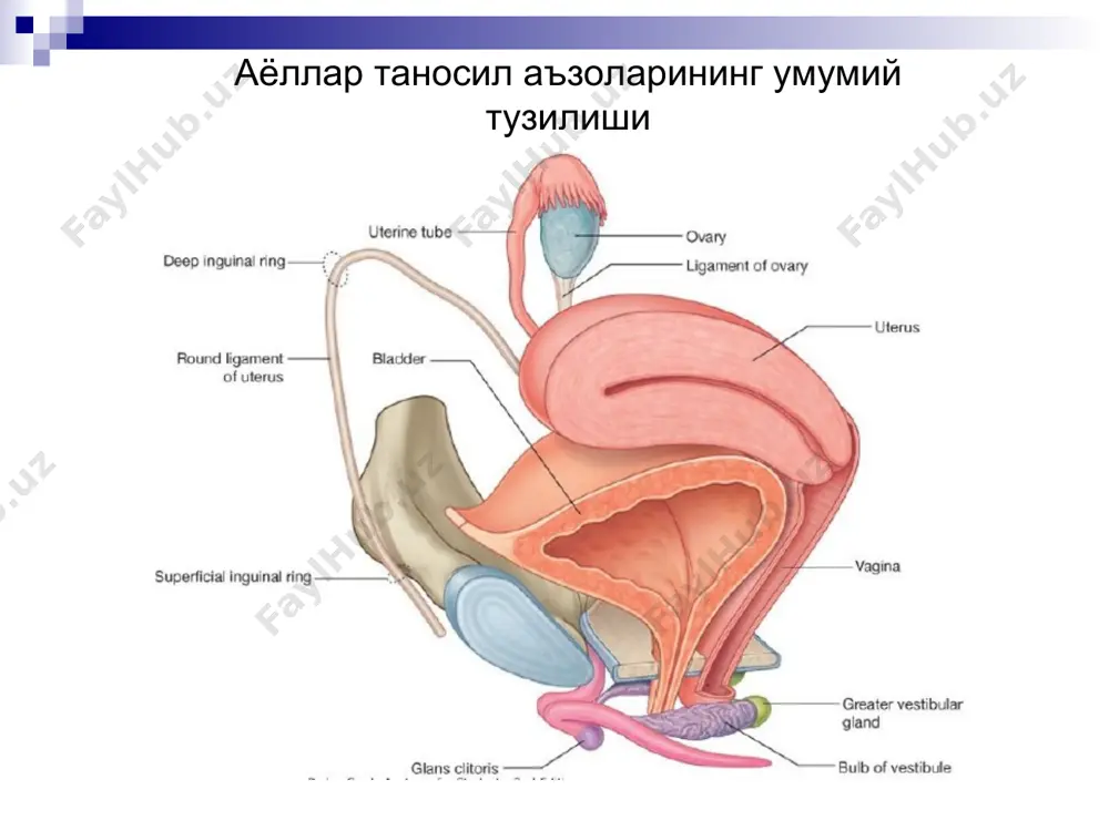aёlлар жинсий аъзоларининг анатомияси. оралиқ - Page 4