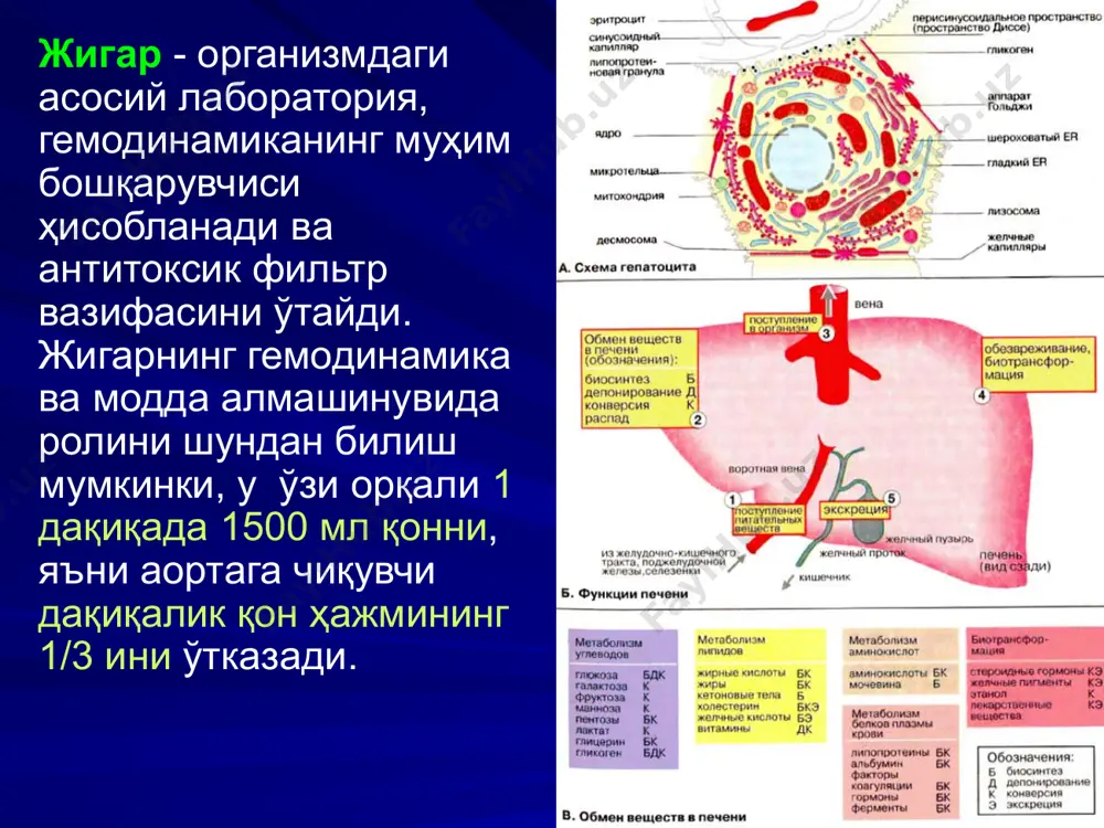 generativ kasalliklarini differentsial tashxisotining murakkabligi hisoblanadi. bunda o'n ikki barmoq ichak va o't yo'llari funktsiyasi buzilishi belgilari ko'proq aniqlanadi, bu o'z navbatida pankreatitlarni kech tashxislanishiga olib keladi. oshqozon osti bezi xavfli o'smasi ham kech tashxislanadi, bu bemorlarning operatsiya qilib bo'lmaydigan holatda xirurgik statsionarga kelishiga sabab bo'ladi. gepatopankreatik kompleksning anatomik va funktsional jihatdan murakkabligi hatto zamonaviy mukammal tekshiruv uslublari mavjudligida ham oshqozon osti bezining har qanday kasalliklarini tashxislashni qiyinlashtiradi. oshqozon osti bezi sintopiyasining murakkabligi (yirik qon tomirlarning yaqin joylashishi) va a'zoning qorin parda orti bo'shlig'ida chuqur joylashishi ko'p vaqtgacha jarrohlik davolash uslublarini qo'llashga qiyinchilik tug'dirdi, natijada, faqat oxirgi yillardagina a'zo o'sma kasalliklarida va pankreatitlarida radikal operativ uslublar keng qo'llanila boshlandi. oshqozon osti bezining funktsional va topografik anatomik xususiyatlari unda kechayotgan patologik jarayonlarga, ularni konservativ va operativ davolash natijalariga o'z ta'sirini ko'rsatadi. gepatopankreatoduodenal kompleksiga taalluqli a'zolar orasidagi anatomik va funktsional bog'liqlik kasallik belgilarining generalizatsiyasiga yaxshigina sharoit yaratadi. ko'pchilik hollarda, umumiy o't yo'li …