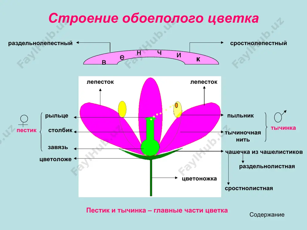 строение цветка и его особенности - Page 3