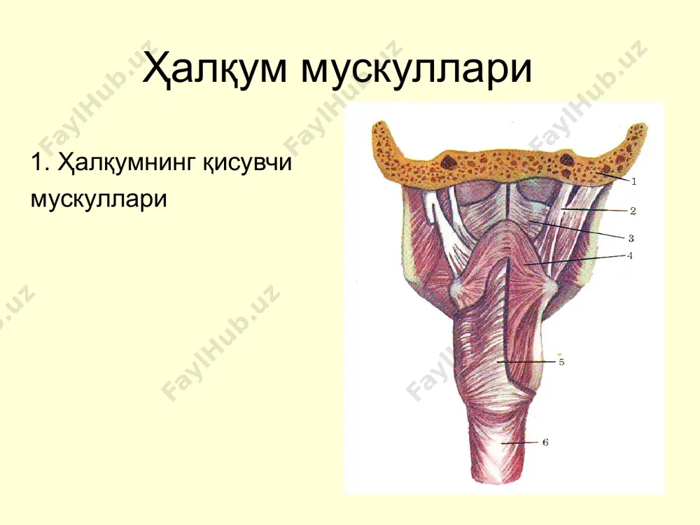 острые и хронические заболевания глотки - Page 5