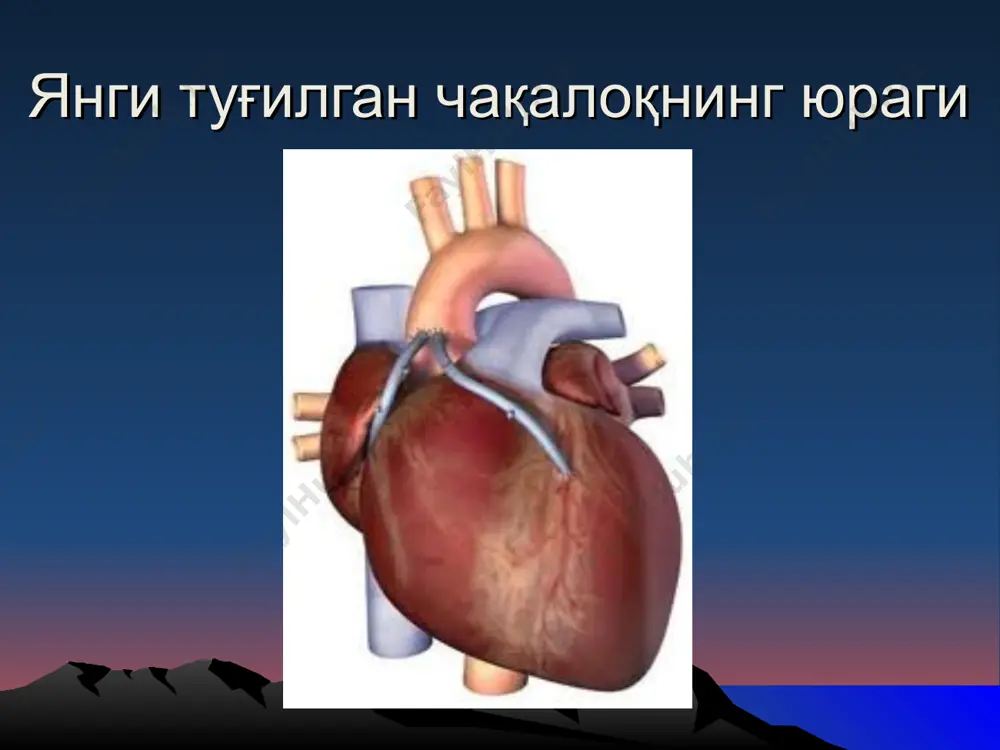 сига келиб тушади. тананинг краниал қисмларидан оқиб келадиган тоза вена қони ҳам юқори ичи бўш венадан шу ерга келиб тушади. шу билан бирга ҳомила юрагининг шу қисмининг тузилиши шундайки, бу ерда икки оқим қон бутунлай аралашиб кетмайди. қон юқори ичи бўш венадан асосан ўнг томондаги вена тешигидан юракнинг ўнг бўлмачасига оқади. пастки кавак венадан келиб тушган қон кенг очилган овал шаклдаги тешикка, сўнг эса юракнинг чап бўлмачасига келиб тушади ва бу ерда ўпкадан ўтиб келган (2 200 аралашиш) оз миқдордаги вена қони билан аралашиб, юракнинг чап қоринчасига ва аортага келиб тушади; – ўнг қоринчадан ўпка артерияси чиқади (3) ва қуйидагиларга бўлинади: аортага келиб тушадиган артериал боталлов ирмоғига (3 аралашиш) ва ўлчами кичикроқ 2 тармоққа (улар орқали юракдан чиқадиган қоннинг фақат 10% ҳали ишламаѐтган ўпкага ўтади); – вена қонининг кичик миқдори ўпка тўқимасидан ўпка веналари орқали юракнинг чап бўлмачасига келиб тушади; – таркиби бўйича кўпроқ венага мансуб бўлган қоннинг бир қисми …