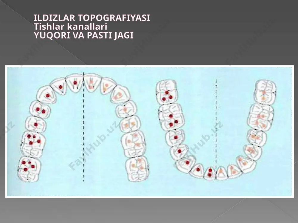 endodontik davolash standarti - Page 5