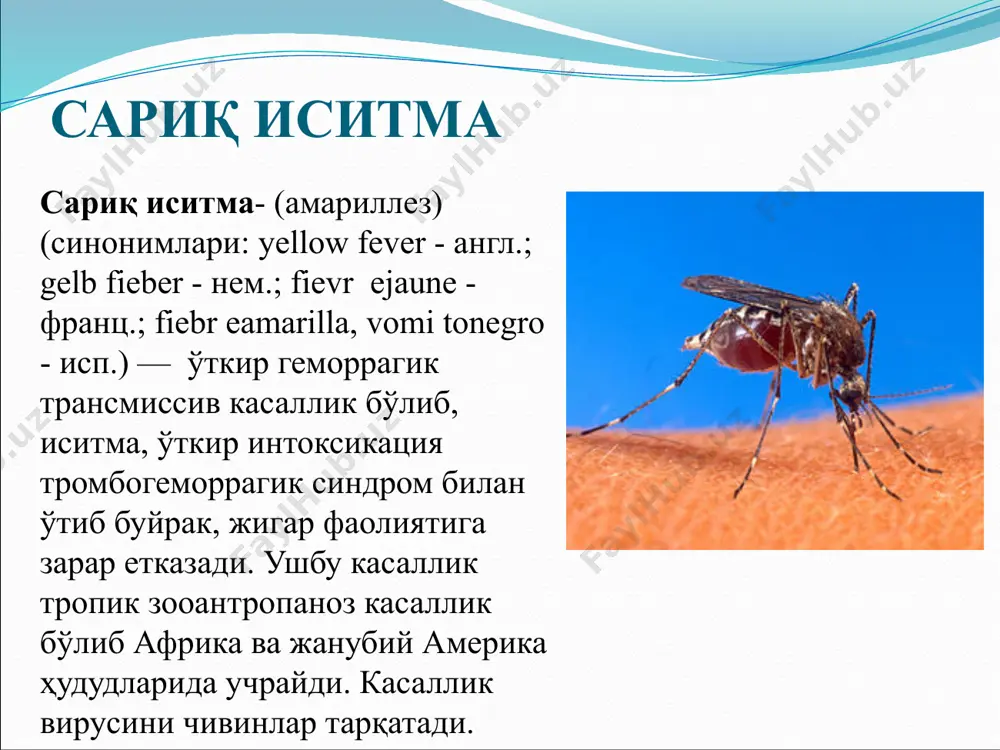 ли яшаса, қолган 13 давлат аҳолиси лотин америкасига тўғри келади. жумладан боливия, бразилия, колумбия, перу ва эквадор ҳудудлари ушбу касаллик вирусининг тарқалиши бўйича юқори ҳавфли ҳудудларга киради. ҳар йили дунёда аҳоли орасида сариқ иситма билан касалланиш холатлари 200 000 атрофида рўйхатга олинса шулардан 30 000 га яқини ўлим билан тугайди. баъзида касаллик вирусидан озод ҳудудларга сариқ иситма вирусининг келиб қолиш холатлари учраб туради. аммо ханузгача ушбу вируснинг осиё давлатларига келиб қолиш холатлари учрамаган. сариқ иситманинг тарқалиш ҳудудлари этиологияси сариқ иситма қўзғатувчиси- рнк сақловчи вирус viscerophilustropicus тур flavivirus оиласи flaviviridae. вирус диаметри- 17-25 нм. япон энцефалити ва денге иситмаси вируси антигени билан ўхшаш. маймун, оқ сичқон ва денгиз чўчқаси учун патоген хисобланади. музлатилган холатда бир йилдан ортиқ мобайнида сақланишиб, 60°с хароратда 10 дақиқа ичида фаолланади. ультрабинафша нур, эфир, хлор сақловчи препаратлар таъсирида тезда ўлади. эпизоотологияси ва эпидемиологияси хар йили дунёда 200 мингга яқин одам сариқ иситма билан касалланади ва улардан 30 …