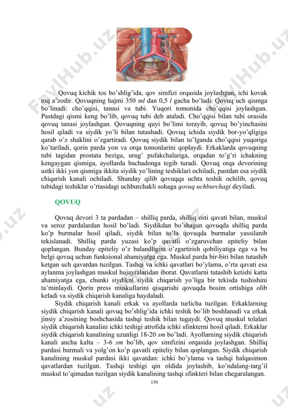 i o’z navbatida tomirli koptokcha kapillyarlaridan va baumen-shumlyanskiy kapsulasidan iborat. tomirli koptokcha 50 taga yaqin kapillyarlar qovuzlog’idan iborat. shumlyanskiy kapsulasi kosachaga o’xshash bo’lib, tashqi va ichki varaqlardan iborat, orasida esa yoriqsimon bo’shliq joylashgan. tomirli koptokchani shumlyanskiy kapsulasi o’rab turadi. bu yerda siydik hosil bo’lishining birinchi bosqichi – filtratsiya jarayoni ro’y beradi. natijada qondan birlamchi siydik hosil bo’ladi. 1 sutka davomida birlamchi siydikning umumiy miqdori 60-80 litrni tashkil etadi. bunday siydikning tarkibida zararli moddalardan tashqari, organizmga zarur bo’lgan moddalar ko’p miqdorda bo’ladi. bularga oqsillar, glyukoza, albuminlar, tuzlar va suv kiradi. nefronnning ikkinchi qismi – kanalchali qism bo’lib, quyidagi bo’limlardan iborat: proksimal bo’lim, genle qovuzlog’i (pastga tushuvchi va yuqoriga ko’tariluvchi qismlardan iborat), distal bo’lim va yig’uvchi naycha. nefronning proksimal va distal bo’limlari i va ii tartibli egri-bugri kanalchalar deb ataladi. genle qovuzlog’ining naychalari va yig’iluvchi naycha to’g’ri kanalchalardan tashkil topgan. kanalchalarni devori bir qavatli epiteliydan tuzilgan. kanalchali qismida siydik hosil bo’lishining ikkinchi …