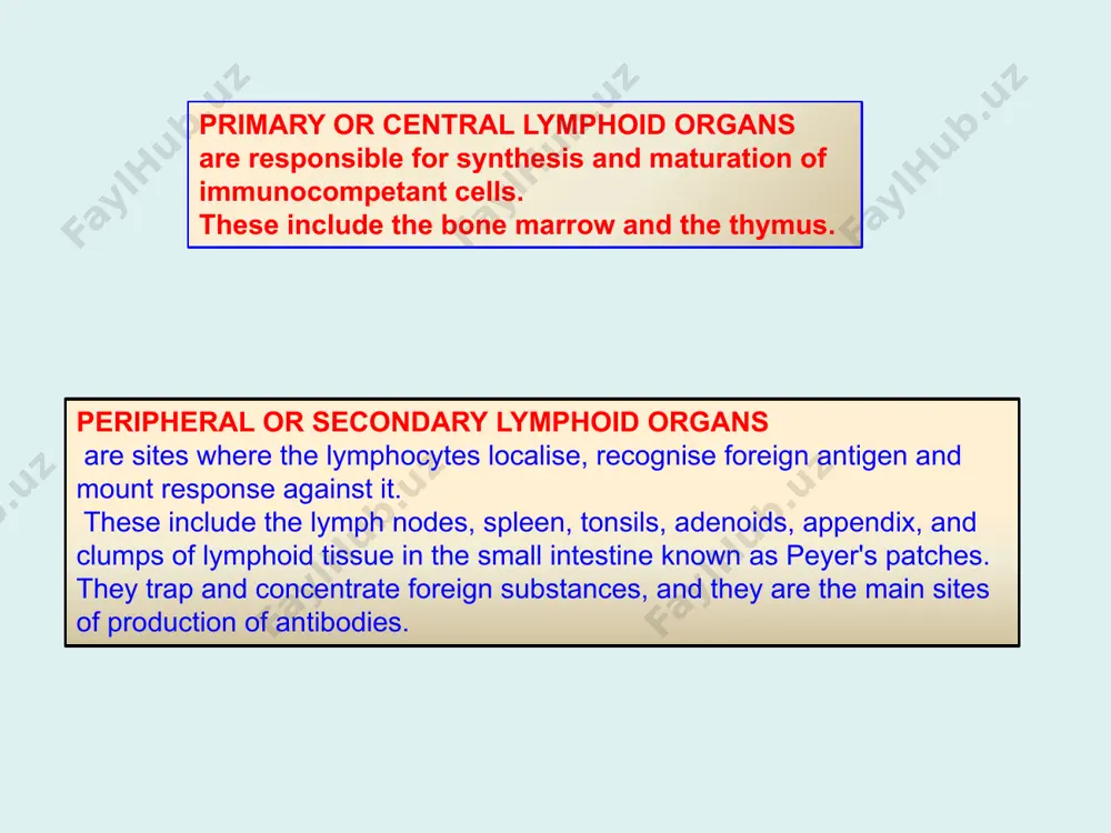 rophages eat bugs decreased in patients with aids cytotoxic t cells cd8+ (and cd4-) kill virus-infected cells and tumor cells t lymphocytes 26 cd8+ t cells surrounding tumor cell 27 lymphocytes belong to innate immunity arm no highly variable receptors like t and b cells main job: recognize and kill damaged or infected cells antigens don’t have to be bound to mhcs or displayed by other cells! natural killer cells 28 natural killer cell 29 natural killer cell (top) killing infected cell (bottom) 30 antigen-presenting cells main job: catch antigens and display them to lymphocytes dendritic cells have fine cytoplasmic projections present all over body: skin, lymph nodes, organs capture bug antigens, display to b and t cells other apcs macrophages eat bugs and present antigens to t cells, which tell macrophages to kill bugs b cells present antigens to helper t cells, which tell b cells to make antibodies …