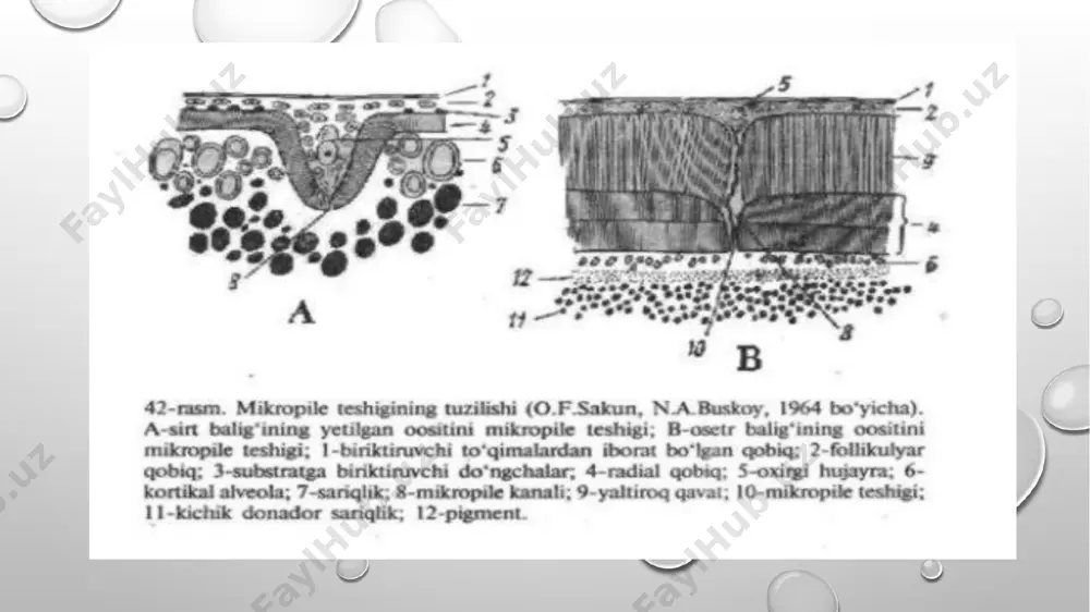 osfat, kaliy уа kalsiy almashinuvi kuchayadi. 5. proteolitik fermentlar faol1igi oshadi. 6. тuxum po'stining o'zgaruychanligi oshadi. 7. tuxum hamma muhit moddalarni - oqsillar, nuk1ein kislotalarni sintez1aydi. tashqi urug'lanishda (baliqlar, amfibiyalar) tashqi muhit оmшап katta aharniyatga ega. ba'zi tuzlar- nacl, kcl, cаci , mgc12 vа gidroksil ioni urug'lanish uchun zarur bo'lgan sharoit yaratadi. кislotali muhitda urug'lanish sodir bo'lmaydi. kuchli ishqoriy muhitda jinsiy hujayralar qo'shilsa ham, zigota riyojlanmaydi. ba'zan tuxumdondan bir vaqtda bir necha tuxum hujayra yetilib chiqadi. ко’р tug'adigan hayvonlarning tuxumdonidan follikulalar ko'p yetiladi vа shuncha tuxum hujayra yetiladi. . spermatozoidlar urug'lanish joyiga, уа'ni tuxum yo'llariga qisqa vaqtda yetib boradi. jumladan, sichqoniarda 15 minutda, quyonlarya odamlarda 3 soatda yetib boradi. urug'lanishjarayonijuda tez bo'lib o'tadi. мasaian, gidralarda 10 sekundda urug'lanish tugaydi. spermatоzоid tuxum ichiga kirganda ulaming sitoplazmasi qo'shilib ketadi уа yadrolari bir-biriga yaqinlashadi. spermatozoidning yadro membranasi уо'qolib, xromosomalari sitoplazmaga tarqaladi. bo'linish dukchasi hosil bo'lib, uning ikki tomonida tuxum уа sреrmatоzоid xromosomalari teriladi. …
