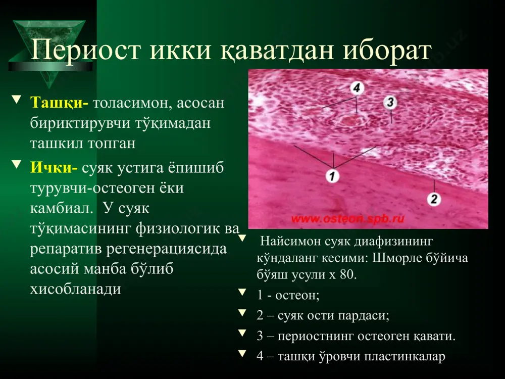 епаратив регенерация жараёнининг бузилиш факторлари махаллий факторлар: инфекция ишемия иннервация бузилиши ёт моддалар бўлиши некроз тўқима мавжудлиги зарарланган тўқиманинг харакатчанлиги зарарланган тўқиманинг тортилиши тўқиманинг радиация орқали нурланиши умумий факторлар: қарилик оқсил етишмаслиги витамин с дефицит мис етишмовчилиги кортикостероидлар юборилиши цитостатиклар қандли диабет қонда нейтрофил ёки макрофаглар сони камайиши оғир анемия қон кетишининг кучайиши синдром элерса-данлоса бу консолидациянинг секинлашишига, синиқнинг битмаслигига ёки сохта бўғим хосил бўлишига олиб келади. керакли бўлган материаллардан сўнг, репаратив регенерация жараёни қайта ишга тушиши ва охир оқибатда суяк синиғи битиб кетишига олиб келади. консолидация жараёни бузилишига олиб келувчи факторлар репозиция ёки суяк синиқлари ўртасидаги контактнинг йўқлиги. иммобилизациянинг етарлича ўтказилмаслиги. бу айниқса консолидациянинг биринчи ярмида мухим. консераватив давода, кўп маротаба силжиган бўлакларни асоратларини тўғирлаш. дастлабки босқичларда бу томирларнинг зарарланишига олиб келади. фиксациянинг барвақт олиниши ёки беморнинг барвақт мобилизацияси. агар эрта битмаган суяк регенерати босқичида ( суяк ретокуло-фибрози босқичида) юклама бериш бошланса, регенератнинг бузилиши ва сўрилиши кузатилиши мумкин. оператив …