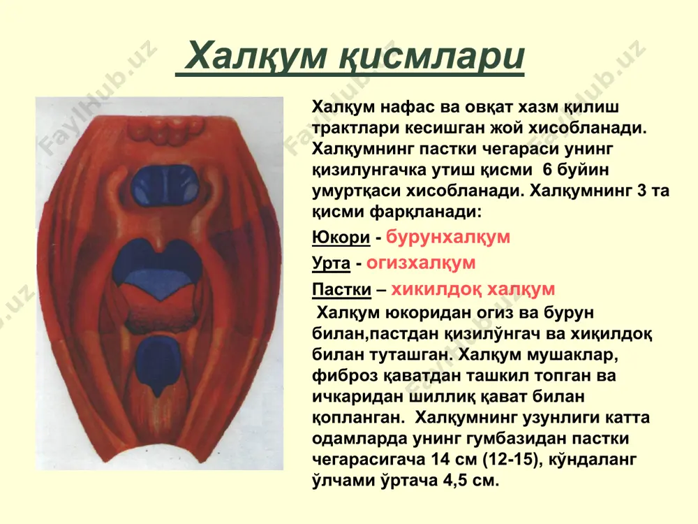 асалликлари 2. лимфаденоид тукимаси касалликлари уткир фарингит сурункали фарингитлар 1. катарал 2. атрофик 3. гипертрофик сурункали катарал фарингит сурункали атрофик фарингит сурункали гипертрофик фарингит ангиналар ангина – халкум муртакларини лимфоаденоид тукимасининг уткир махаллий яллигланиши билан кечувчи уткир инфекцион касаллик. б.с.преображенский бўйича ангиналарни классификацияси катарал фолликуляр лакунар фибриноз герпетик ярали-некротик флегмоноз аралаш турлари катарал ангинада фарингоскопик манзара фарингоскопияда танглай муртаклари бироз шишган, кучли қизарган, юзаси шиллиқ ажралма билан қопланган. муртаклар атрофидаги шиллиқ қават бироз ёки камроқ қизарган, лекин оғизхалқумни тарқалган гиперемияси кузатилмайди, фарингит учун характерли. оғир холатларда шиллиқ қаватларда нуқтали қонталашлар бўлади. лакунар ангинада фарингоскопик манзара шиллиқ қаватлари шишган ва қизарган муртаклар лакуналарида оқ ёки сариқ рангдаги тиқинлар пайдо бўлади, тиқинлар бактериялар, кўчган эпителиал хужайралар ва кўп миқдордаги лейкоцитлардан иборат. куп холларда муртаклар устида сариқ-оқ қоплама бўлиб бу муртаклар чегарасидан чиқмайди. лакунар ангинада муртакларнинг барча тўқимаси шикастланади ва муртаклар хажм жихатдан шишади ва катталашади. лакуналарда қопламанинг пайдо бўлиши бу шаклнинг дифтериядан …