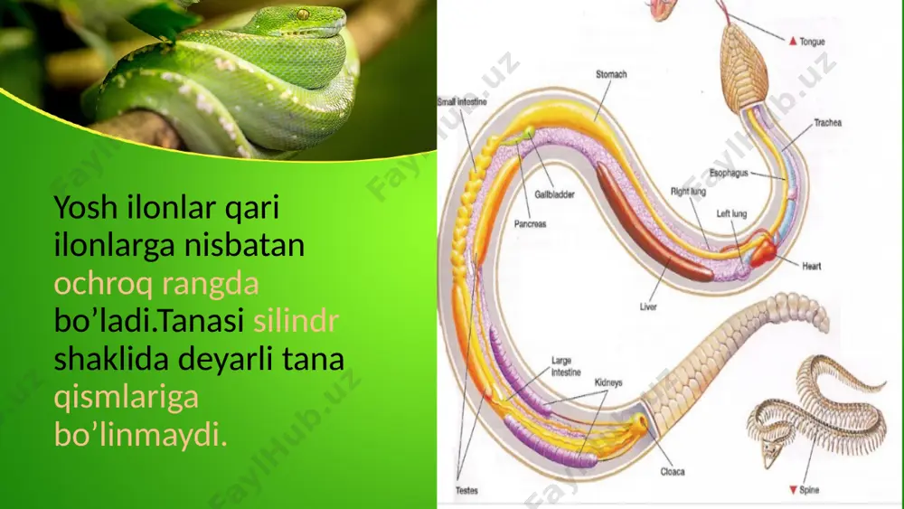 tarqalgan zaxarli ilonlar this presentation uses a free template provided by fppt.com www.free-power-point-templates.com o’rtaosiyokobrasi dashtzaxarliqorailoni charxilon qalqontumshuqilon ko’lvorilon o’rta osiyo kobrasi tanasining uzunligi 125 smdan dumi 45sm gacha.to’q sariq,qo’ng’ir yoki qora va ostki tomoni oq.hindistonda uchraydigan vakillarida ko’zining oldida ko’zoynakga o’xshash naqshi borligi uchun –ko’zoynakli ilon xam deb ataladi.surxondaryo va qarshi dashtlarida uchraydi. this presentation uses a free template provided by fppt.com www.free-power-point-templates.com dasht zaxarli qora iloni-gadyuka tanasi 55sm ,dumi 4sm.usti qo’ng’irsimon kulrang.qishlab chiqqach mart oyi oxrlarida paydo bo’ladi.chirchiq,xo’jakent,chinoz,sirdaryo,parkent,xumson da uchraydi.kemiruvchilar va boshqa ilonlar bilan xam oziqlanadi. this presentation uses a free template provided by fppt.com www.free-power-point-templates.com charx ilon-efa peschannaya tanasi 86 sm,dumi-7,5 sm gacha.qum rangida.boshining ustida butsimon naqshi bor.tangachalaridan charx toshi singari tovush chiqaradi.termiz,surxandaryo,bobotog’ etaklarida uchraydi. this presentation uses a free template provided by fppt.com www.free-power-point-templates.com qalqontumshuq ilon tanasi 68 sm,dumi 4-8 sm. tirik tug’adi sekin o’sadi.o’zbekistondagi yagona shaqildoq ilon hisoblanadi.toshkent va samarqand tog’larida uchraydi. chaqsa og’riq bo’lib,tana xarorati …
