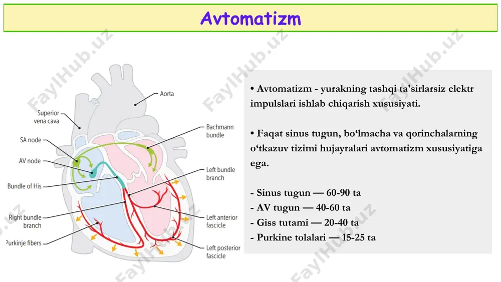 online ekg darslari - Page 5