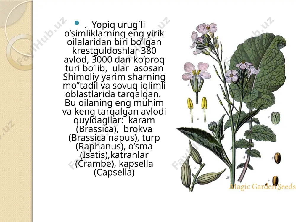karamdoshlar - brassicaceae - Page 5