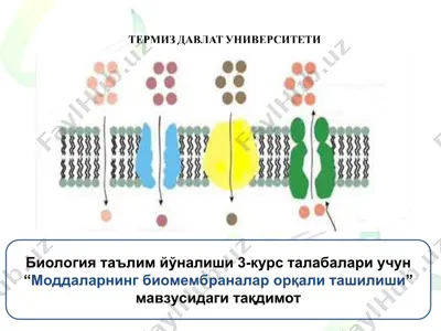 moddalar bioraqamlar orqali tashilishi — PPT