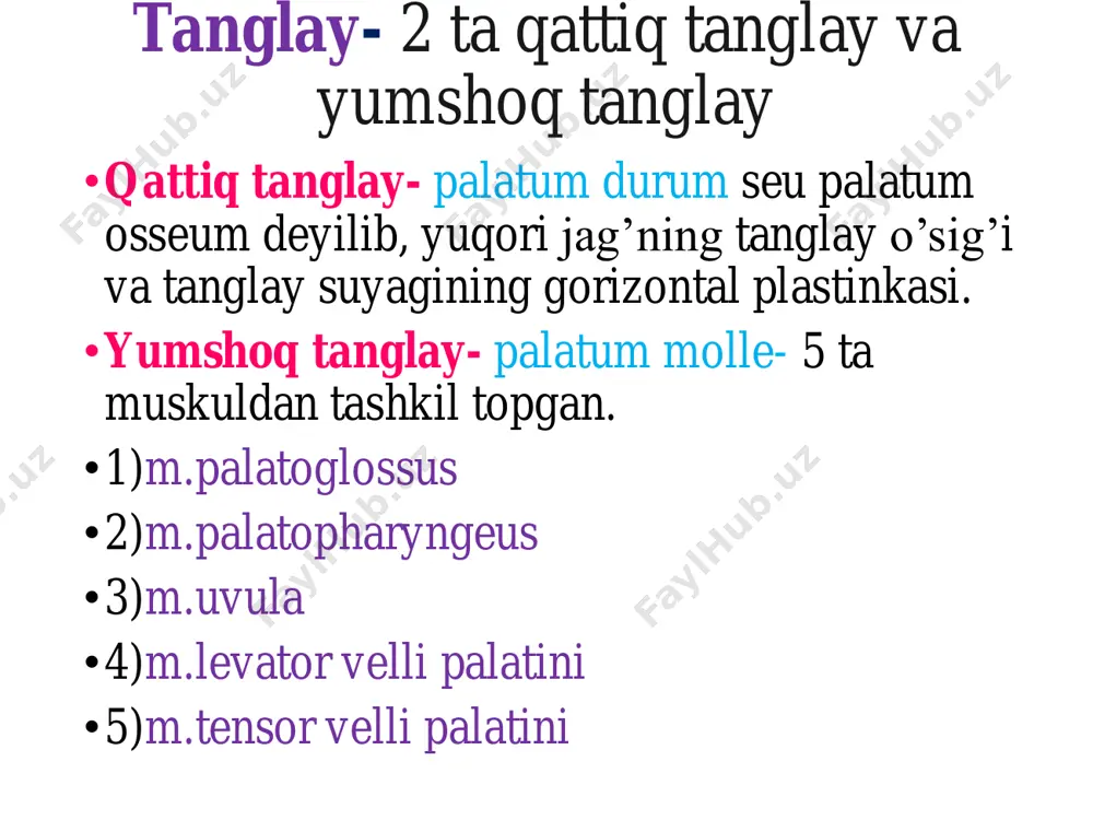 tonsilla palatina- 2 ta ravoq orasida joylashgan, juft murtak •5,6.tonsilla tubaria- nay murtagi, halqumning burun qismida joylashgan, juft murtak. bu halqaning vazifasi: immunitet uchun ishlaydi. halqum-pharynx toq, voronkasimon organ uzunligi 12 -15 sm luqmani og’iz bo’shlig’idan qizilo’ngachga, havoni burun bo’shlig’idan hiqildoqqa o’tkazadi • golotopiyasi: • - bo’yin sohasida joylashadi • skeletopiyasi: • kalla suyagi asosidan c6 gacha bo’lgan sohada joylashgan • sintopiyasi va devorlari: • yuqori( fornix pharynx): kalla asosi (tuberculum • pharyngeum) • past: qizilo’ngach • oldingi: burun, og’iz va hiqildoq bo’shliqlariga • ochilgan • orqa: vertebrae cervicales, bo’yin fassiyalari, muskullari. • yon: nerv-tomir tutami – a.carotica communis, • v.jugularis interna, n.vagus •makroskopik tuzilishi: qismlari 1.nasopharynx 2.oropharynx 3.laryngopharynx 1.pars nasalis(nasopharynx) – c1-c2 ro’parasida joylashgan, burun bo’shlig’iga choanaelar orqali ochiladi fornix pharyngis tonsilla pharyngealis ostium pharyngeum tubae auditivae torus tubarius plica salpingopharyngea plica salpingopalatina tonsilla tubaria 2.pars oralis(oropharynx) – c3 ro’parasida joylashgan, og’iz bo’shlig’iga isthmus faucium orqali ochiladi 3.pars laryngea( …