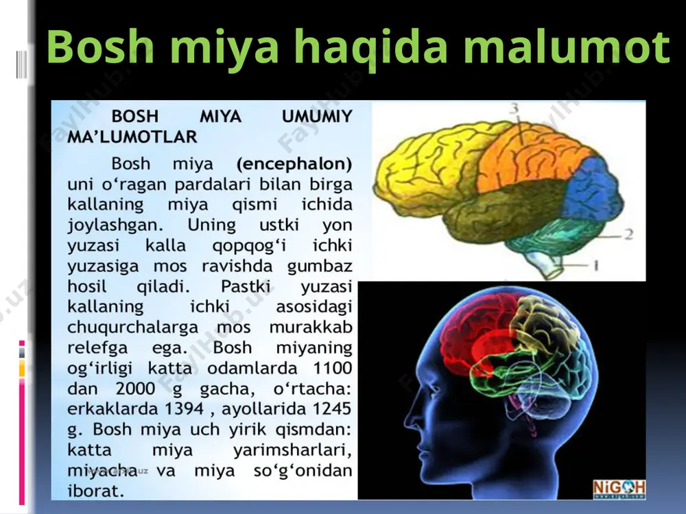 nerv sistemasi, bosh miya - Page 3