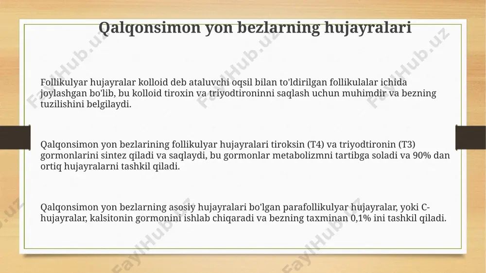 orolchalari orolchalar kapillyarlar bilan boy ta'minlangan boʻlib, bu gormonlarning qon oqimiga tez va samarali tarqalishini ta'minlaydi va ularning oʻlchamlari 0.1 dan 0.3 mm gacha oʻzgarib turadi. alfa-hujayralar glyukagon, delta-hujayralar esa somatostatin gormonlarini sintezlaydi va langerhans orolchalarining taxminan 20% ni tashkil qiladi. langerhans orolchalari taxminan 1-2 million hujayradan tashkil topgan boʻlib, ularning asosiy qismi insulin ishlab chiqaradigan beta-hujayralar hisoblanadi. a, b, d va pp hujayralari a, b, d va pp hujayralari o'ziga xos sitoplazma granullarini o'z ichiga oladi, ularning o'lchamlari 200-300 nm gacha yetishi mumkin va peptid gormonlarni saqlashga xizmat qiladi. pp hujayralari pankreas polipeptidini ishlab chiqaradi va ularning soni umumiy endokrin hujayralarning taxminan 1-5% ini tashkil etadi, ularning morfologiyasi b hujayralariga o'xshashdir. a hujayralari glukagon sekretsiyasi uchun javobgar bo'lib, ularning soni b hujayralariga nisbatan kamroq, taxminan 1:10 nisbatda bo'ladi. qalqonsimon yon bezlarining gistologiyasi qalqonsimon yon bezlari (paratireoid bezlar) odatda to'rtta bo'lib, har biri 5 mm gacha o'lchamda va ikkita hujayra …