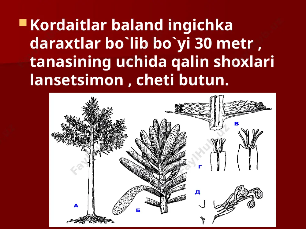 ochiq urug`lilar bo`limi - Page 4