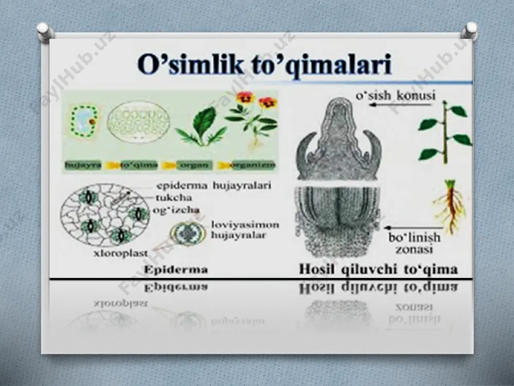 o’simliklar to’qimalari va ularning qishloq xo’jalikdagi ahamiyati - Page 4
