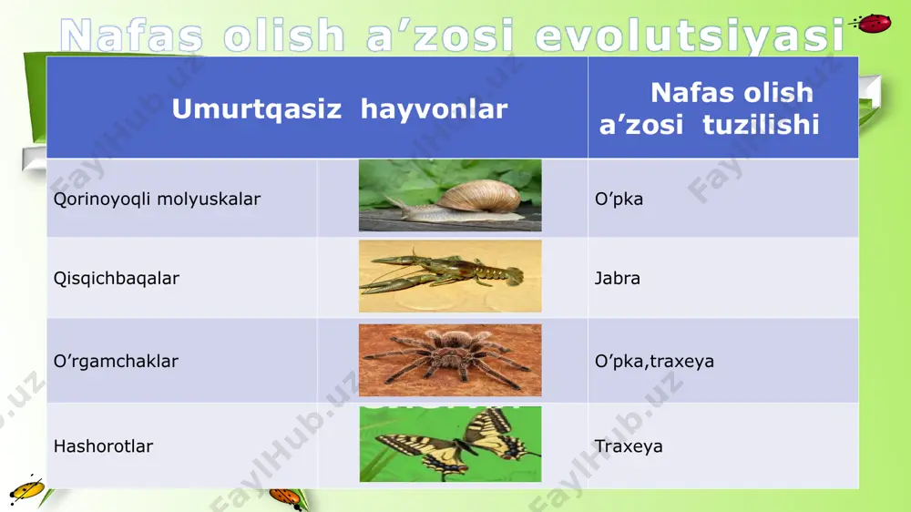 hayvonlarning nafas olish organlari evolutsiyasi - Page 5