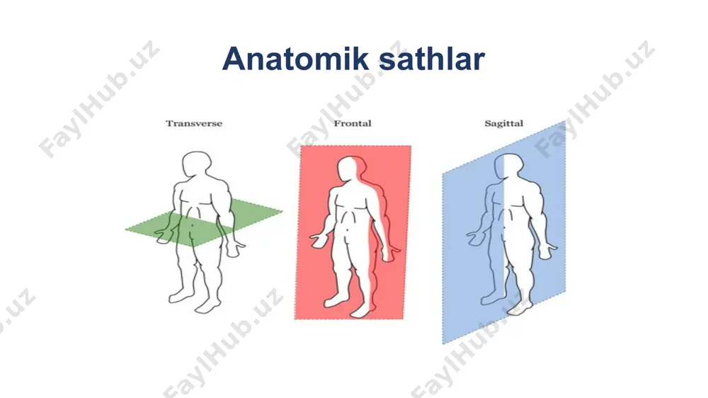 anatomik sathlar - Page 4