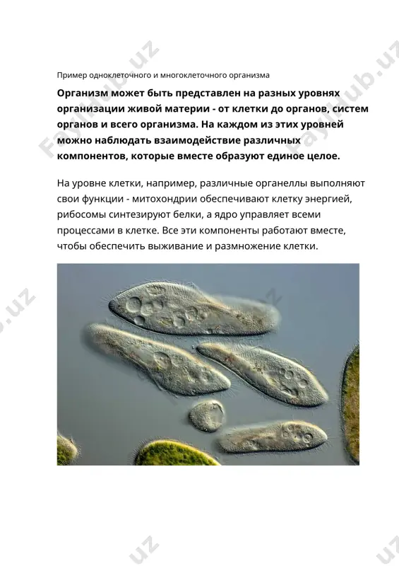 ми в зависимости от функций которые выполняют. разные виды клеток клетки сходные по строению, объединённые выполнением общих функций образуют ткани. ткани образуют органы. орган - это совокупность тканей, объединенных в структурную единицу для выполнения общей функции. зачастую органы состоят не из оной, а из нескольких разных тканей. многообразие органов у различных организмов органы в сложно устроенных многоклеточных организмах объединены в особые комплексы — системы органов, которые обеспечивают жизнедеятельность таких организмов. например, в организме человека выделяют те же системы органов, что и у млекопитающих: покровную, опорно-двигательную, дыхательную, кровеносную, пищеварительную, выделительную и др. каждая система представляет собой группу органов, которые выполняют в организме какую-то общую функцию. таким образом, концепция организма как единого целого подчеркивает важность взаимодействия различных компонентов для поддержания жизни. уровни организации организмов image7.jpeg image8.jpeg image9.jpeg image10.jpeg image11.jpeg image12.jpeg image13.jpeg image14.png image15.jpeg image1.png image2.jpeg image3.jpeg image4.jpeg image5.jpeg image6.jpeg